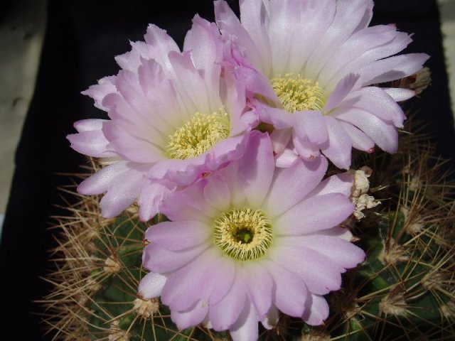 Acanthocalycium_violaceum