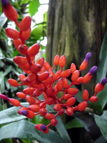 Aechmea_fulgens