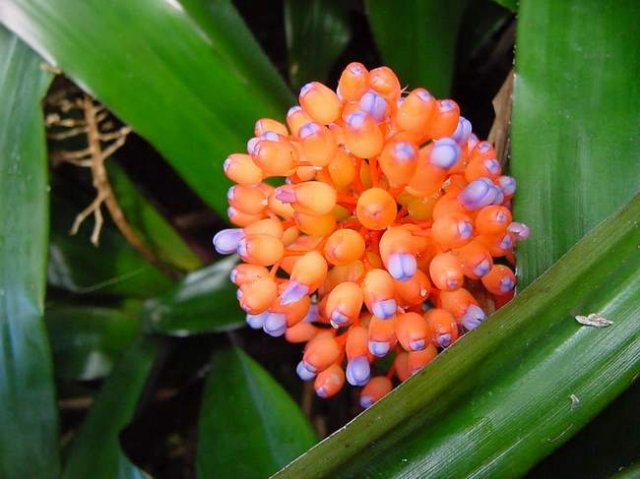 Aechmea_miniata