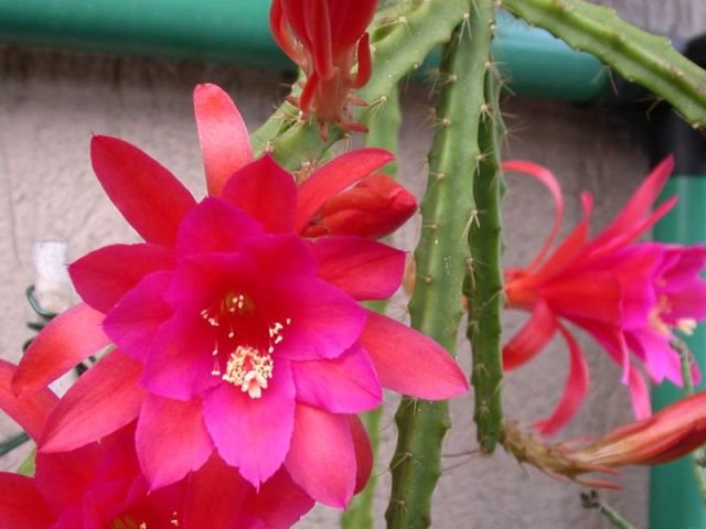 Aporophyllum_'Nicola'