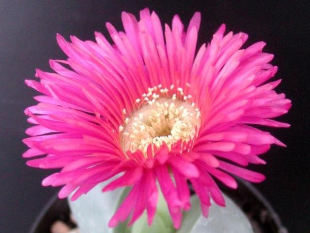 Argyroderma_testiculare