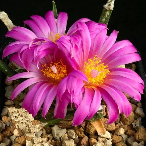 Ariocarpus_agavoides