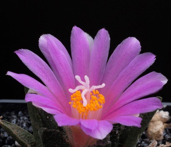 Ariocarpus_bravoanus