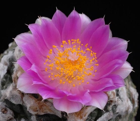 Ariocarpus_fissuratus