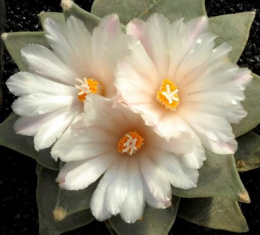 Ariocarpus_retusus