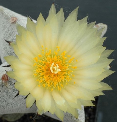 Astrophytum_myriostigma