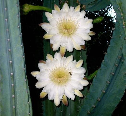 Cereus_4