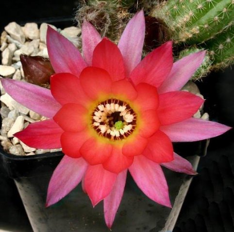 Chamaelobivia_cv_rainbow