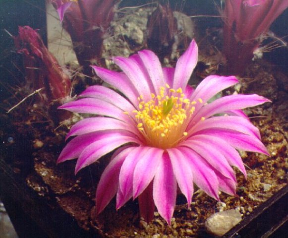 Echinocactus_aguirri