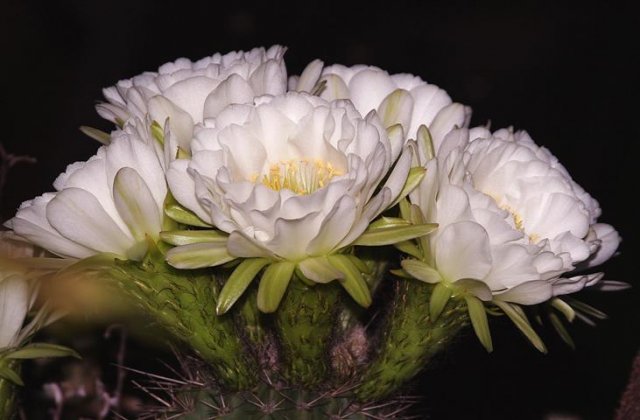 Echinocactus_grussonii_1