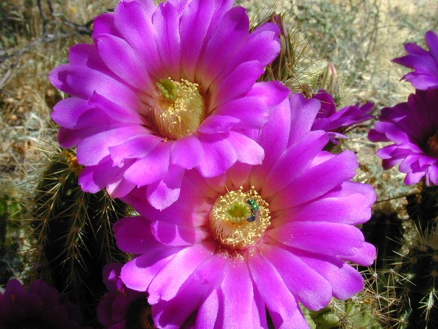 Echinocactus_viereckii