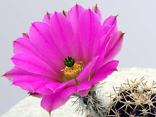 Echinocereus-pamanesiorum