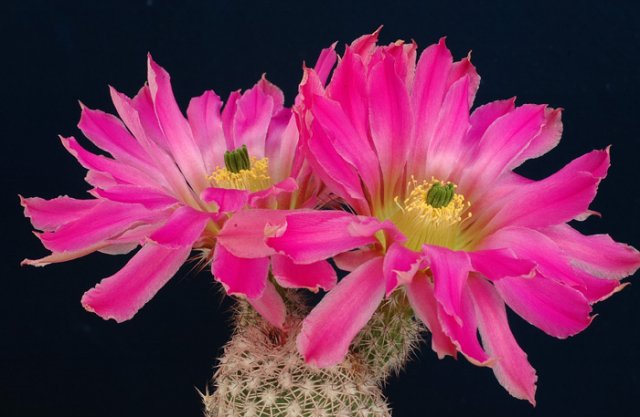 Echinocereus_berlandieri