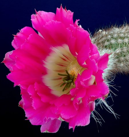 Echinocereus_chisoensis_v_fobeanus