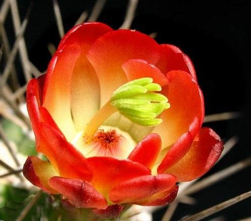 Echinocereus_coccineus_roemeri