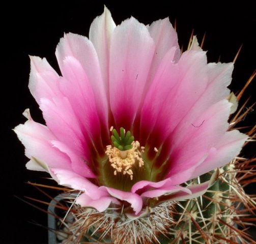 Echinocereus_fendleri
