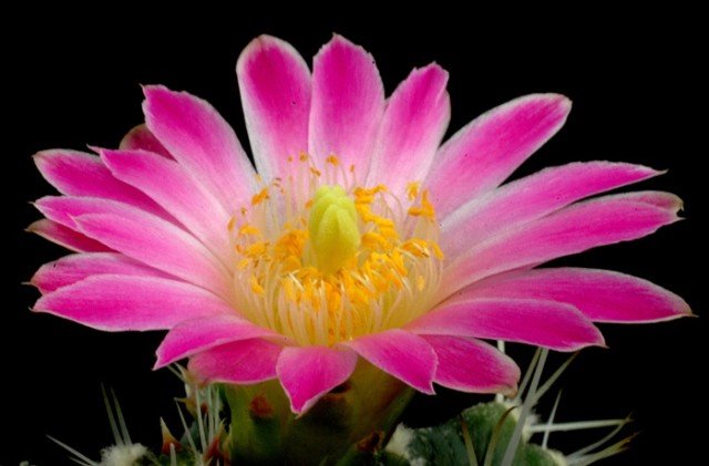 Echinocereus_knippelianus