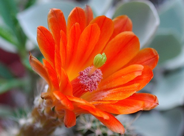 Echinocereus_koehresii