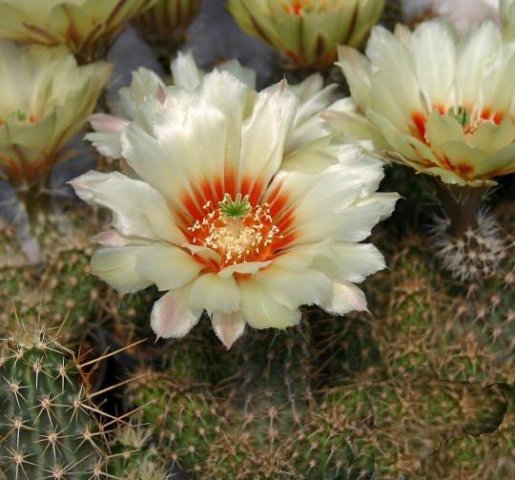 Echinocereus_papillosus_v_angusticeps