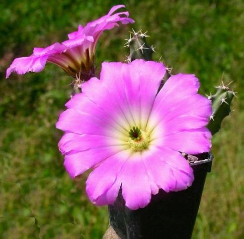Echinocereus_pentalophus_2