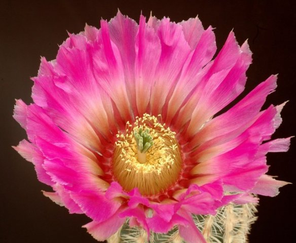 Echinocereus_perbellus