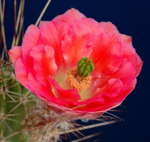 Echinocereus_polyanthus