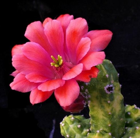 Echinocereus_sherii_gentryi