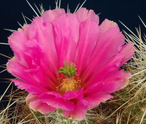 Echinocereus_stramineus
