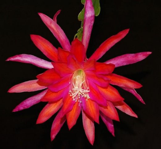 Epiphyllum_8