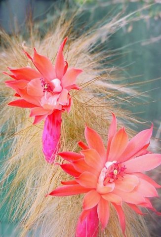 Hildewintera_colademononis