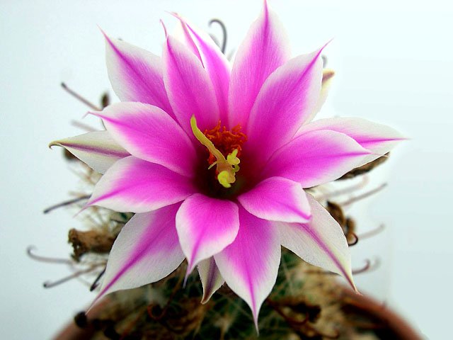 Mammillaria_insularis_1