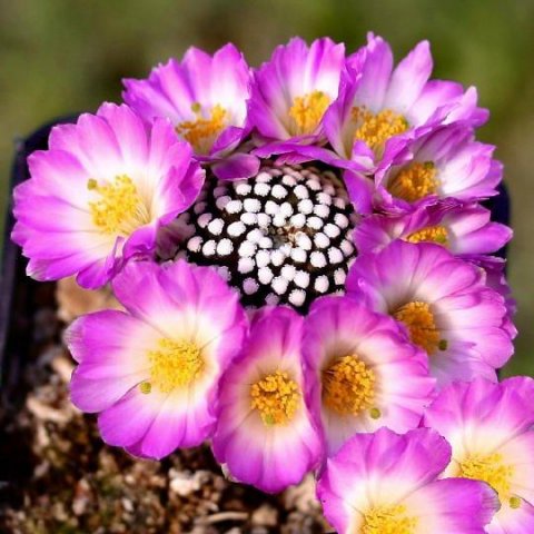 Mammillaria_luethyi