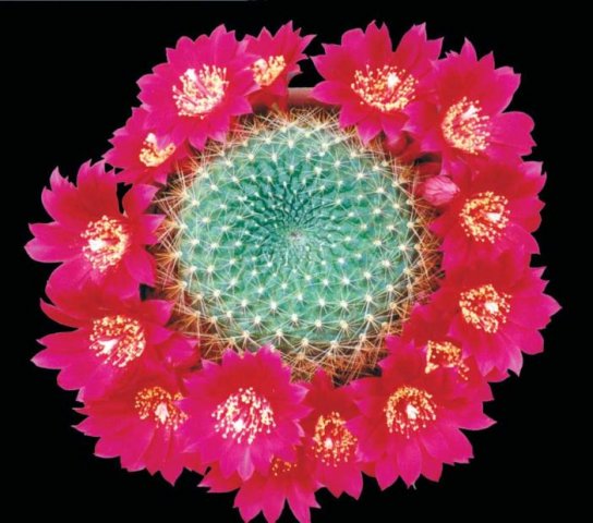 Rebutia_grandiflora