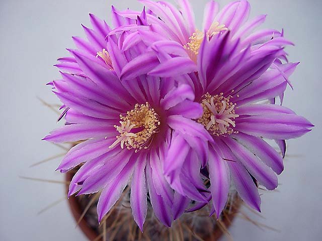 Stenocactus_ochotorenaus_Rosasianus