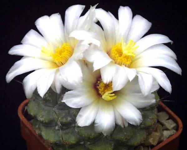 Strombocactus_disciformis