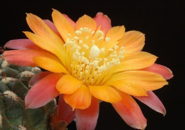 Sulcorebutia_grandiflora