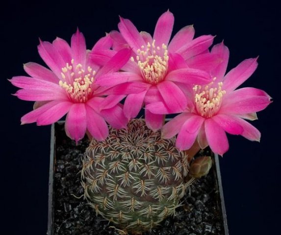 Sulcorebutia_pedroensis