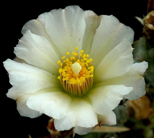 Tephrocactus_articulatus