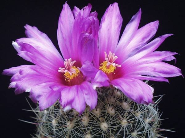 Thelocactus