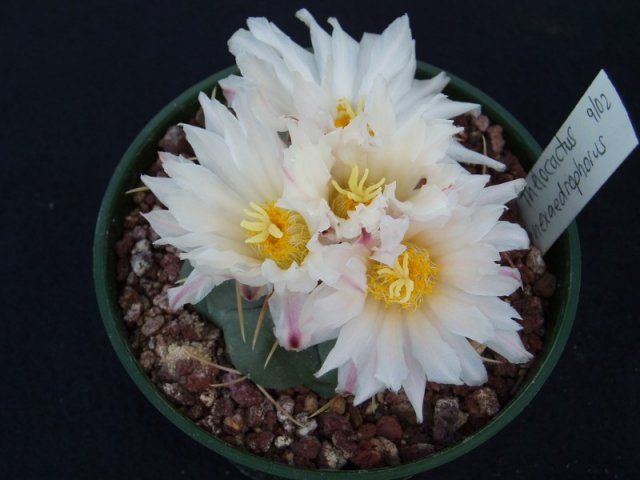 Thelocactus_hexaedrophorus