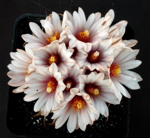 Turbinicarpus_bonatzii
