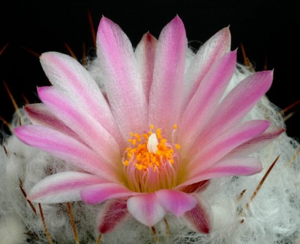 Turbinicarpus_lauii