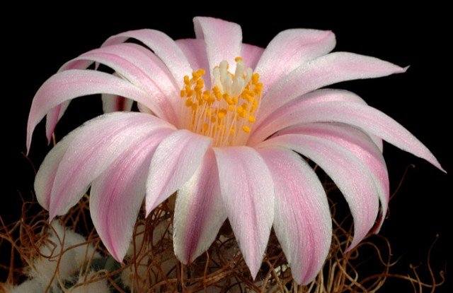 Turbinicarpus_pseudomacroch