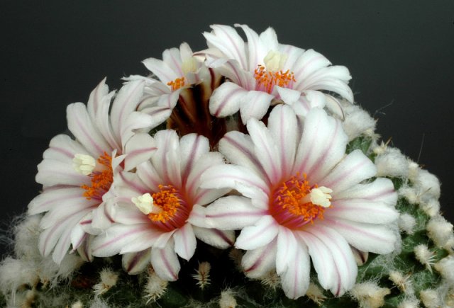 Turbinicarpus_pulcherrimus