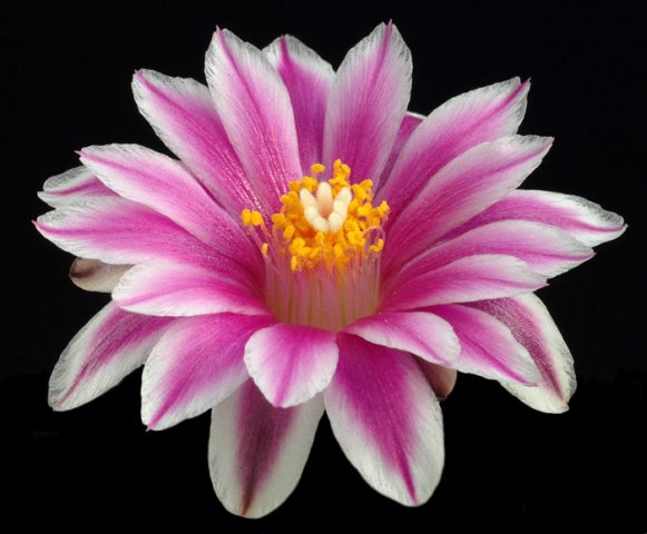 Turbinicarpus_valdezianus_1