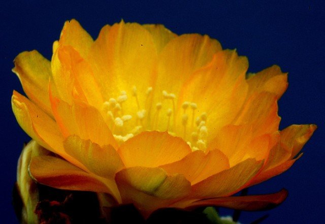 Weingartia_kargliana