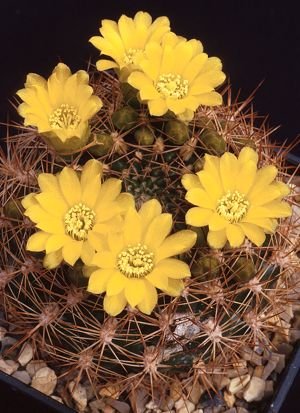 Weingartia_sucrensis