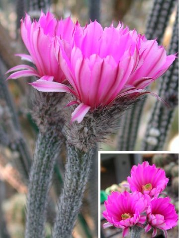 Wilcoxia_kroenleinii