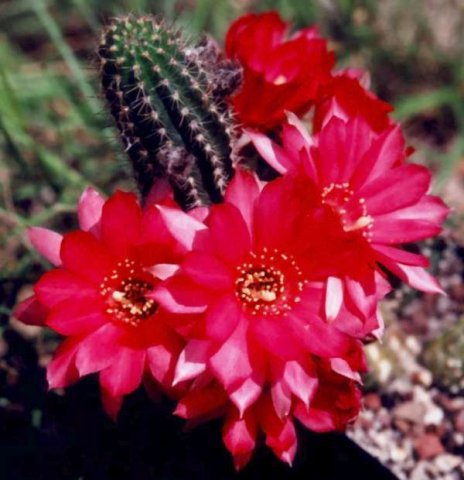 chamaelobivia_cv_weston