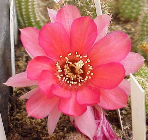 chamaelobivia_cv_weston_1